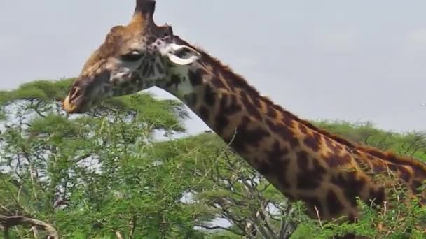 Giraffe eating lettuce — Stock Video