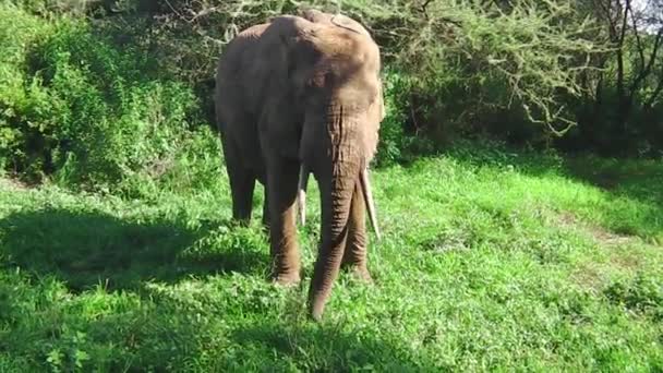 Слон ест траву — стоковое видео