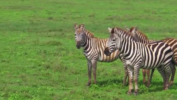 African Zebras Eating Fresh Grass Savanna Ngorongoro Crater Tanzania Africa — Stock Video