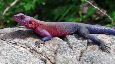 Afrika Agama Agama