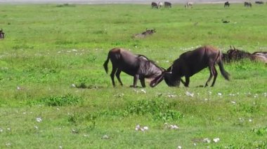 Mavi wildebeest mücadele