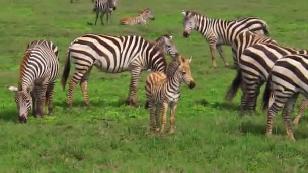 Zebra csorda baba