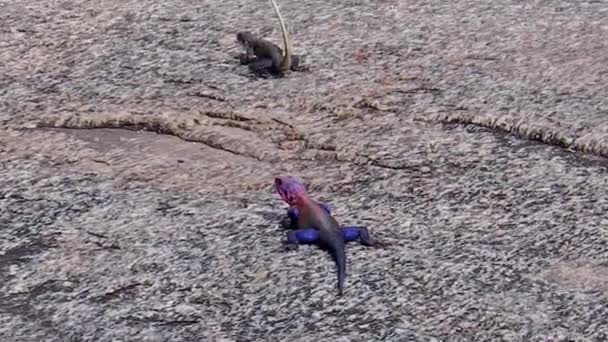 Agama Agama mating — Stock videók