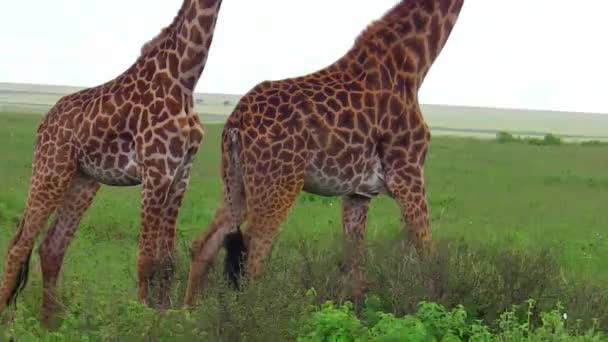 Um par de girafas — Vídeo de Stock
