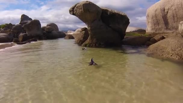 Findlingsstrand Afrikanische Pinguine — Stockvideo