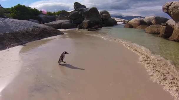 Pinguin läuft in Felsbrocken Strand — Stockvideo