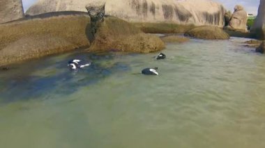 Boulder Beach Afrika penguenler