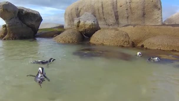 Pingüinos nadando bajo el agua — Vídeo de stock