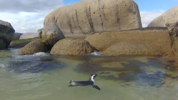 Боулдер пляж африканських пінгвіни — стокове відео
