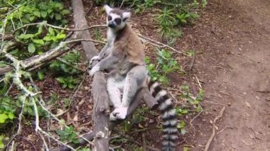 Madagaskar Maki