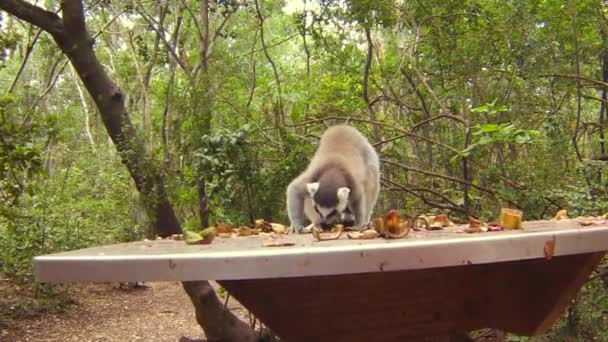 Lemur i Madagaskar — Stockvideo