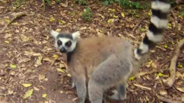 Närbild Lemur i Madagaskar — Stockvideo