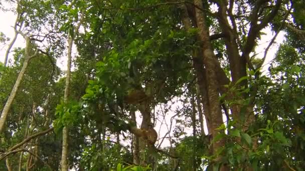 Monos capuchinos marrones — Vídeo de stock