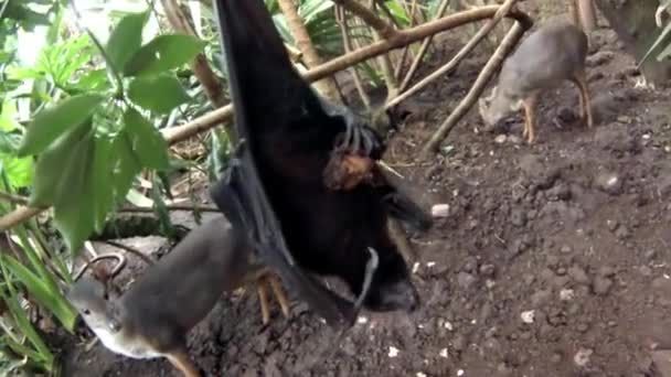 Murciélago de fruta colgando boca abajo — Vídeos de Stock