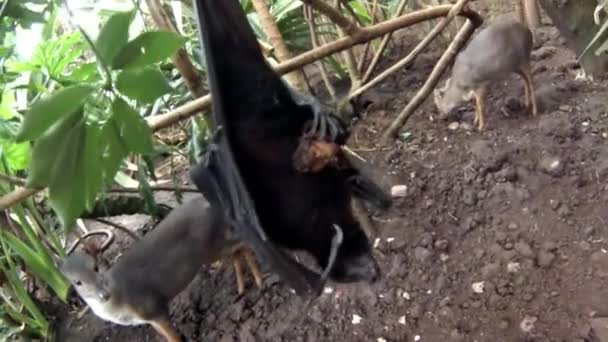 Fruit bat hanging upside down — Stock Video