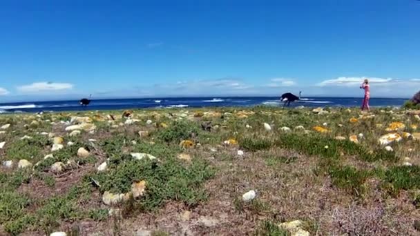 Dieren in het wild voorkomende struisvogels — Stockvideo