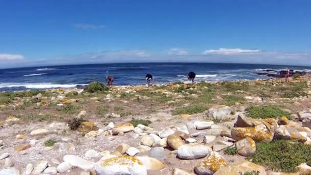 Autruche sauvage Péninsule du Cap — Video