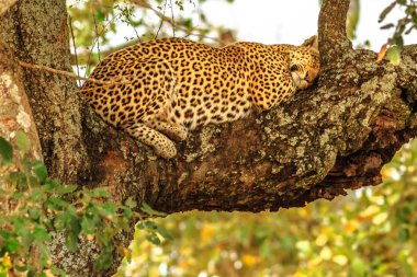 Ağaç üzerinde uyku leopar