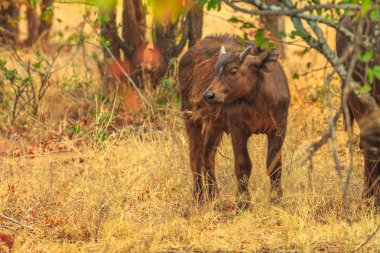 Genç Erkek Afrika manda