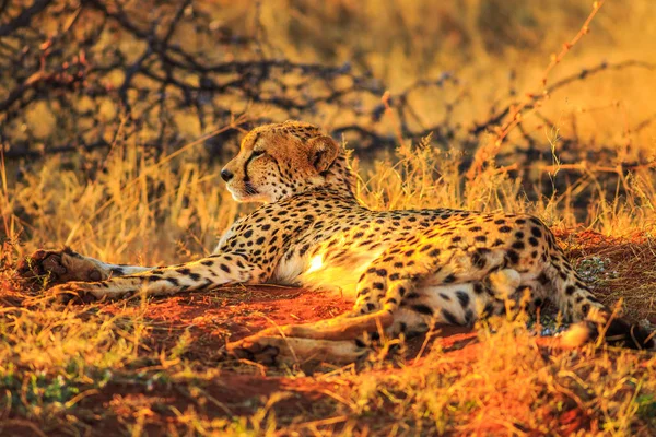 Cheetah deitado deserto vermelho — Fotografia de Stock