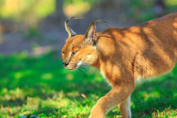 Caracal African Lynx — Stock Photo, Image