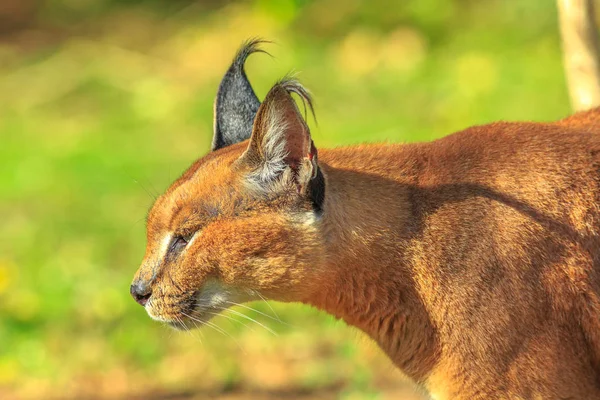 Retrato de Caracal — Foto de Stock