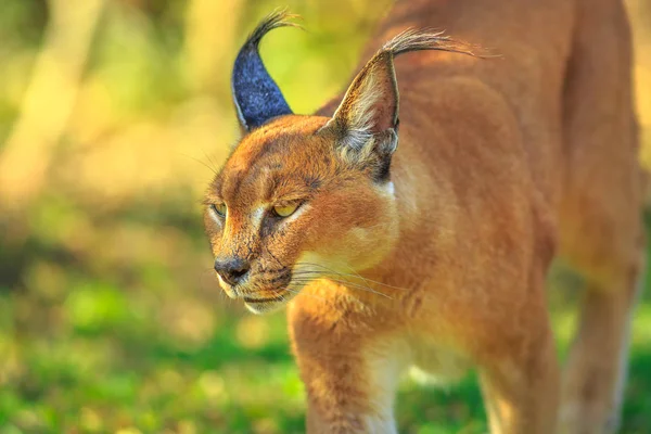 Caracal Sudáfrica — Foto de Stock