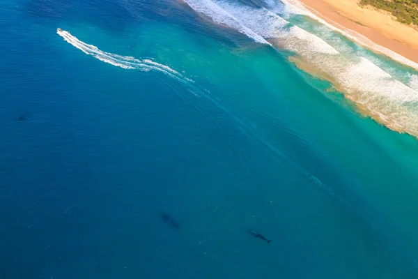 Whale Watching aerial — Stock Photo, Image