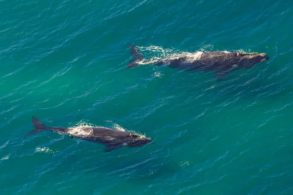 Ballenas: Madre y ternero —  Fotos de Stock