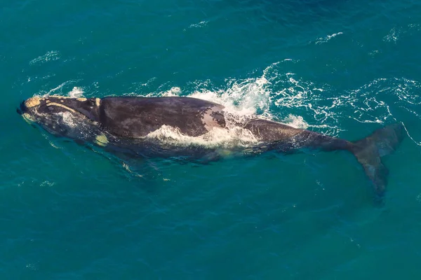 Wieloryb RPA — Zdjęcie stockowe