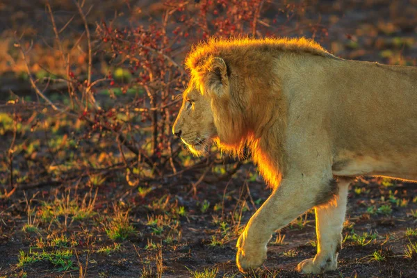 Mannetjes leeuw wandelen Kruger — Stockfoto