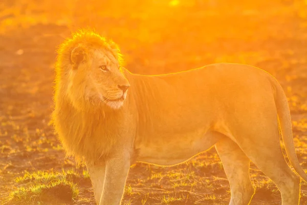 Lion sunrise licht — Stockfoto