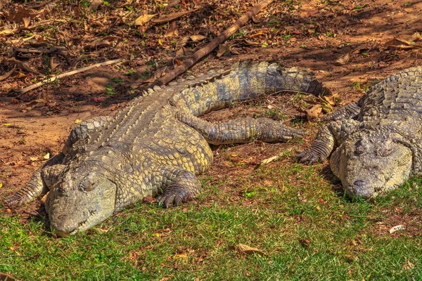 Nil Crocodilii dorm — Fotografie, imagine de stoc