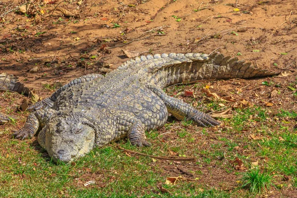 Crocodil african odihnă — Fotografie, imagine de stoc