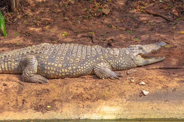 Nile Crocodile angry — Stock Photo, Image