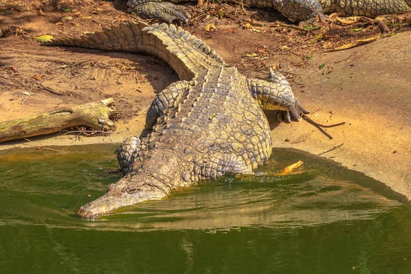 Нільський крокодил у воді — стокове фото