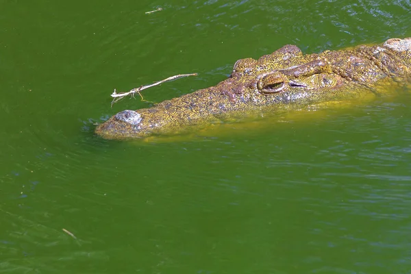 Crocodilul în apă — Fotografie, imagine de stoc