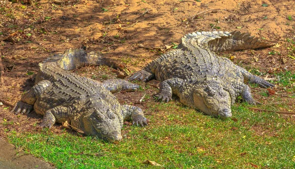 African Crocodiles resting — Stock Photo, Image