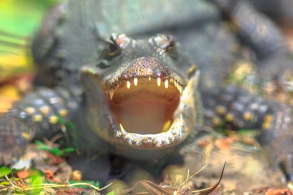 Nil timsahı kızgın — Stok fotoğraf