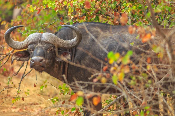 Búfalo africano Sudáfrica — Foto de Stock