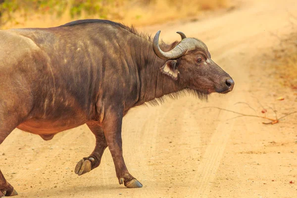 Африканські буйволи ходьба — стокове фото