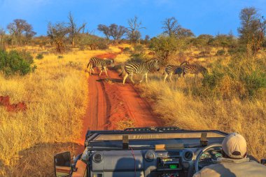 Zebras Game Drive clipart