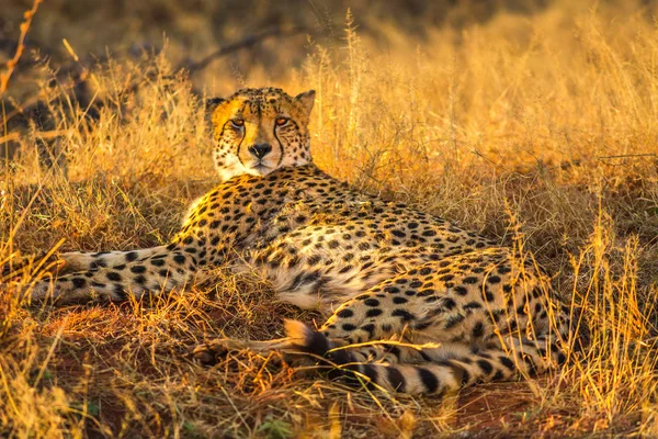 Cheetah deitado na África — Fotografia de Stock