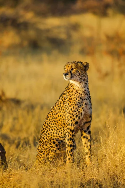 Cheetah stojący w Afryce — Zdjęcie stockowe