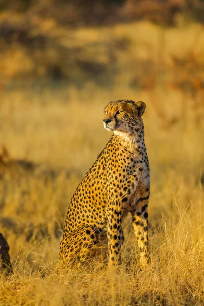 Guépard debout en Afrique — Photo