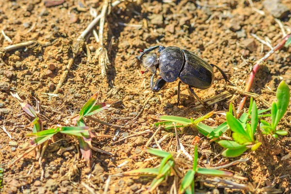 Dung beetle Afrique du Sud — Photo