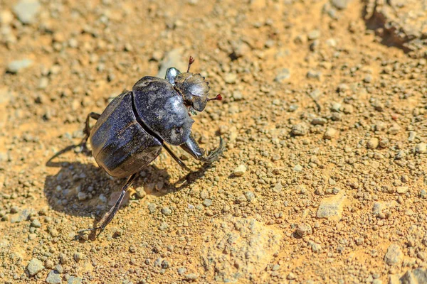 Африканский навозный жук — стоковое фото