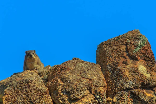 Rock hyraxs South Africa — Stock Photo, Image