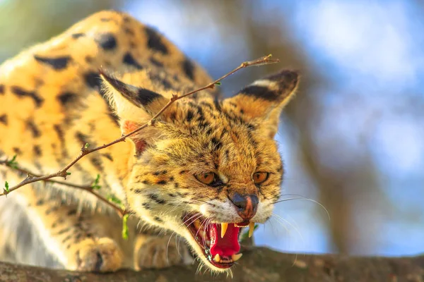 Serval very angry