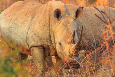 White Rhinoceros, subspecies Ceratotherium simum, also called camouflage rhinoceros at sunset light standing in bushland natural habitat, South Africa. Side view. The Rhino in one of the Big Five. clipart